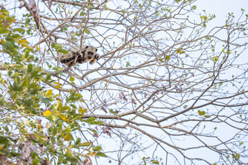 Um macaco pequeno, de pelo amarelo, empoleirado em galhos de ipê.