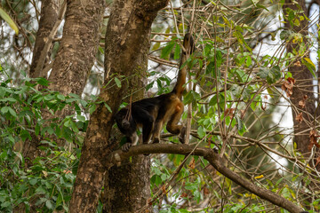 Um macaco preto caminhando em um galho de uma árvore no bosque.