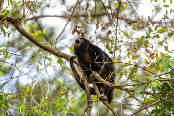 Um macaco uivando, no galho de uma árvore no bosque.