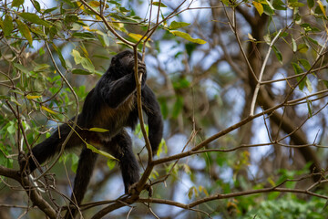 Um macaco preto empoleirado em galhos de uma árvore.