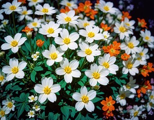 Vibrant white and orange flowers blooming in a lush garden setting