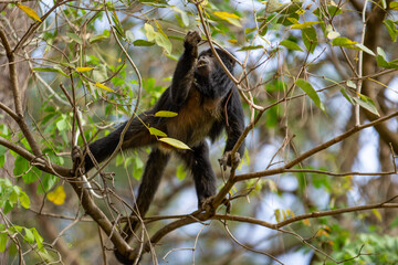 Um macaco preto empoleirado em alguns galhos de uma árvore.