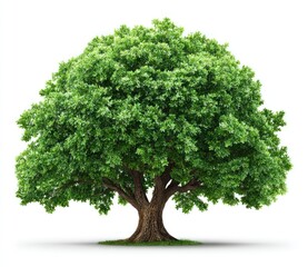 Lush green tree with a full, round crown and sturdy brown trunk stands against a white backdrop, casting a soft shadow. Warm sunlight highlights its leaves