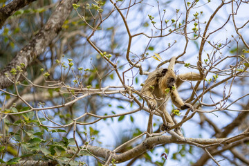 Um macaco amarelo empoleirado em galhos de um ipê.