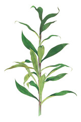 Vintage Japanese lily stem with leaves sticker with white border