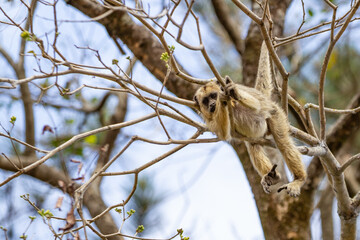 Um macaquinho pendurado em galhos de árvore no bosque.