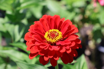 An ornate looking red flower glowing in the light of the sun.