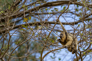 Um macaco empoleirado em galhos de um ipê em busca de flores para se alimentar.