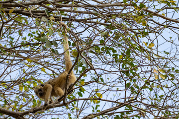 Um macaco pendurado em um galho de uma árvore em um bosque.