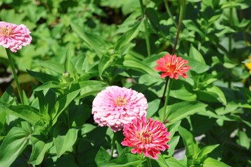 Fototapeta premium ornate pink and red flowers growing in a garden on a warm summer day.