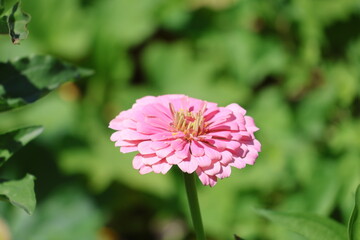 Fototapeta premium An ornate pink flower growing in a garden on a warm summer day.