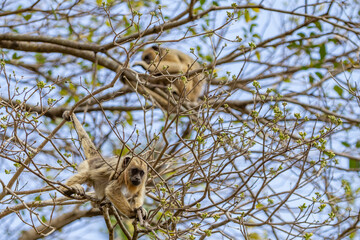 Dois macacos empoleirados em galhos de ipê em um bosque.