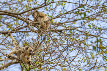 Dois macacos empoleirados em galhos de ipê em um bosque.