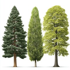 Three diverse trees stand side-by-side, each exhibiting unique foliage and trunk characteristics, showcasing arboreal variety against a white backdrop