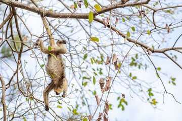 Um macaco pequeno, de cor amarela, pendurado de cabeça para baixo, em galhos de ipê, em busca de botões de flores para alimentação.