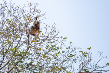 Uma macaco carregando um filhote nas costas, empoleirado em galhos de ipê sem flores.