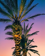 Palm trees at sunset