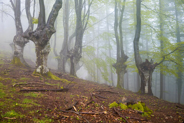 Forest in Antzuola, Gipuzkoa, Spain