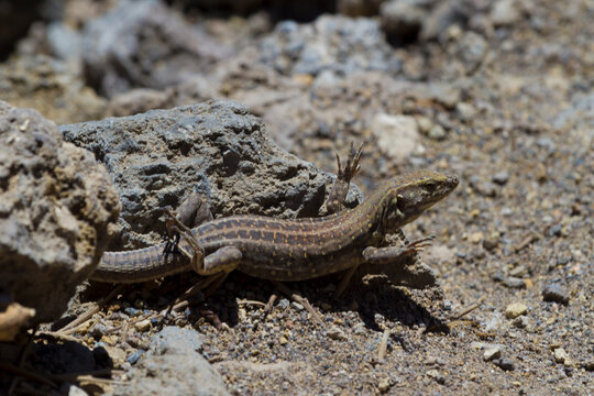 Tizon lizard, Teide National Park, Spain
