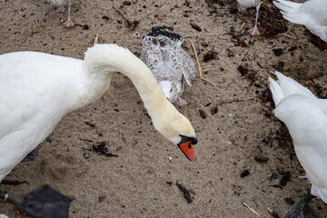 Swan Sanctuary Bray, Ireland