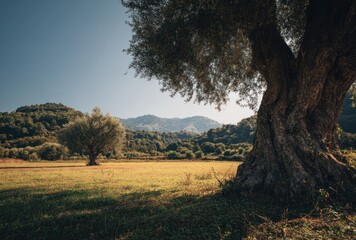 Ancient olive tree stands in a golden field; rolling green hills rise into a clear blue sky in the background