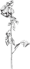 Drawing of withered rose. Line art