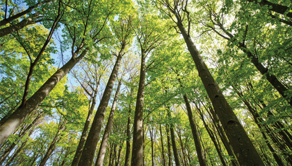 Obraz premium Beech Trees Forest in Early Spring, from below, fresh green leaves on the branches; selective focus