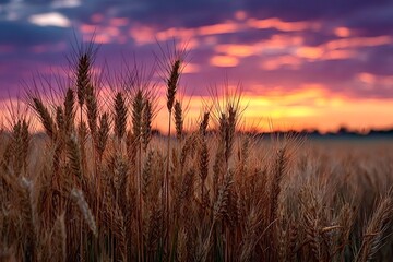 Naklejka premium Golden ears of wheat sway gently in a vast field at sunset, bathed in the warm glow of the setting sun, with a backdrop of vibrant and colorful clouds painting the sky