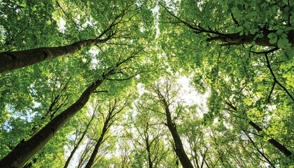 Fototapeta premium Beech Trees Forest in Early Spring, from below, fresh green leaves on the branches; selective focus