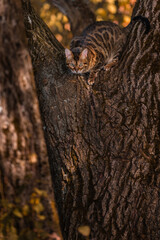 A beautiful Bengal cat among foliage and trees. Domestic cat hunting in the forest