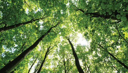Fototapeta premium Beech Trees Forest in Early Spring, from below, fresh green leaves on the branches; selective focus
