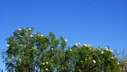 upper view of green trees with clusters of white flowers set against clear blue sky, showing lush foliage and seasonal bloom in bright outdoor atmosphere