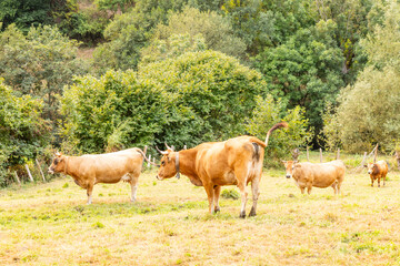 Obraz premium Cows in the Leitariegos Valley in Asturias, with the air polluted by smoke from the August 2025 forest fires.