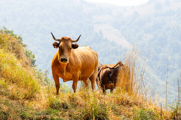 Cows in the Leitariegos Valley in Asturias, with the air polluted by smoke from the August 2025...