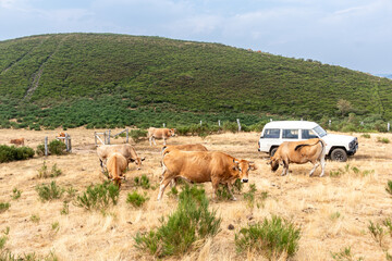 Cows in the Leitariegos Valley in Asturias, with the air polluted by smoke from the August 2025...