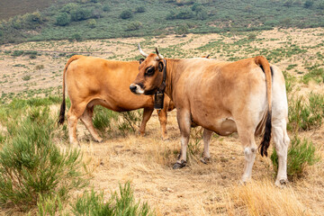 Cows in the Leitariegos Valley in Asturias, with the air polluted by smoke from the August 2025 forest fires.