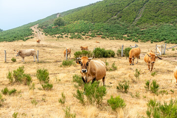Obraz premium Cows in the Leitariegos Valley in Asturias, with the air polluted by smoke from the August 2025 forest fires.