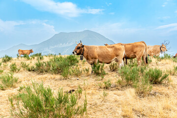 Cows in the Leitariegos Valley in Asturias, with the air polluted by smoke from the August 2025 forest fires.