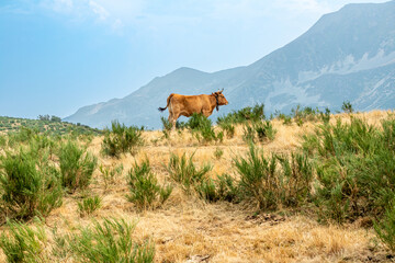 Cows in the Leitariegos Valley in Asturias, with the air polluted by smoke from the August 2025 forest fires.