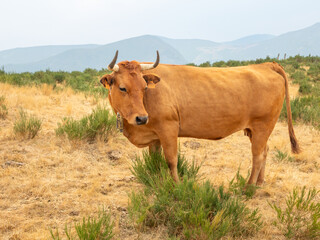 Cows in the Leitariegos Valley in Asturias, with the air polluted by smoke from the August 2025 forest fires.