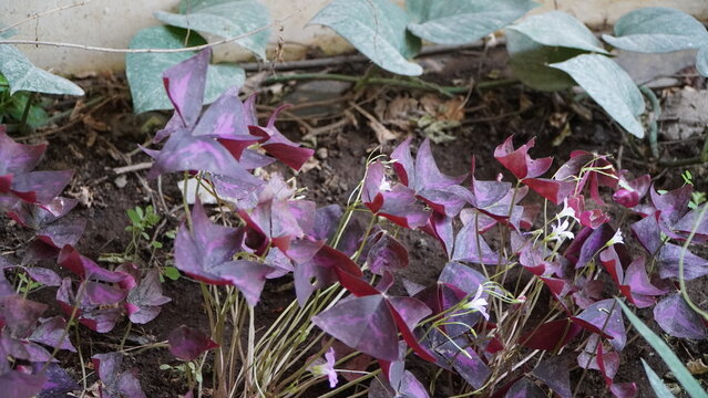 Clusters of deep purple, triangular-shaped leaves of a Purple Shamrock plant growing in a garden bed. Small white flowers are visible among the vibrant foliage.