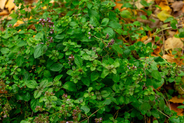 Herb garden in autumn with lush greenery and blooming flowers showcasing the beauty of nature