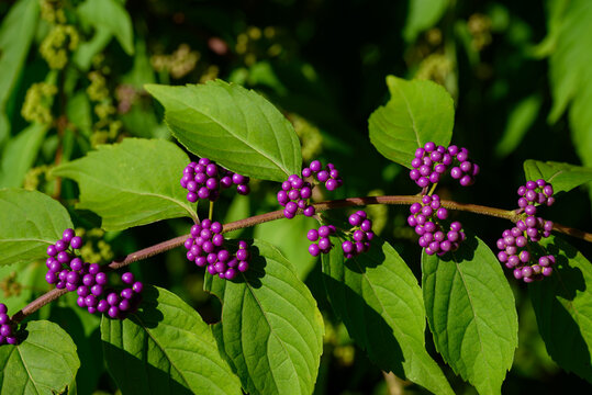 Callicarpa Americana in early morning sun. It is a genus of shrubs and small trees in the family Lamiaceae. The seeds and berries are Callifoods for many species of birds, including Northern Bobwhite.