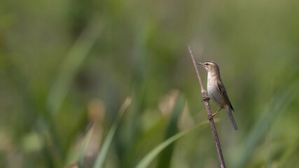 rokitniczka © Marek Polak