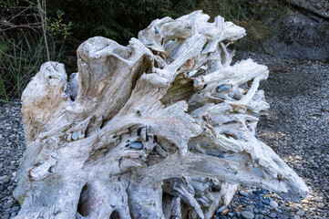 Weathered driftwood at Deception Pass on Whidbey Island in Washington State near the shoreline