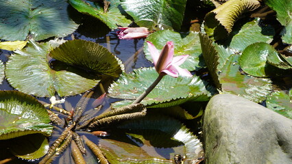Pink Water Lilies Blooming Among