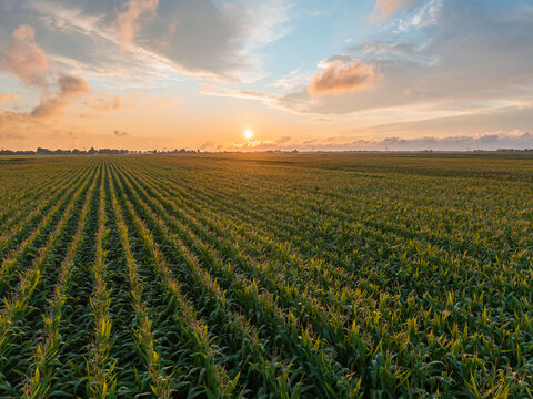 Rows of corn stretch across the Dutch countryside under a glowing sunset sky.
