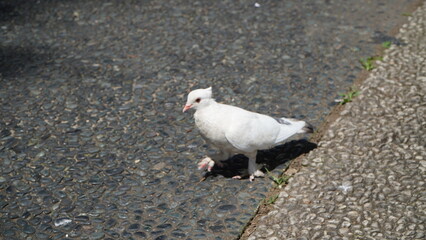 A single white pigeon walking on a pebbled asphalt ground in an urban setting.