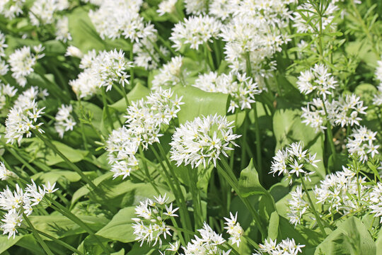 Wild garlic flowers in close up	