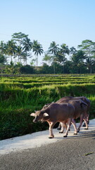 Two water buffaloes walking on a road alongside a vibrant green rice field in a rural landscape.